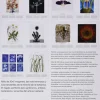 Phaidon Arboles Y Plantas-Plantas. Una exploración del mundo botánico